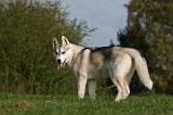 SIBERIAN HUSKY 815